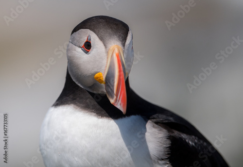 Atlantic Puffin © Harry Collins