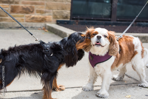 Photography Two cute Cavalier King Charles Spaniels meet for the first time on a city street