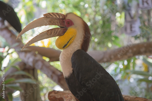 Asian Hornbill