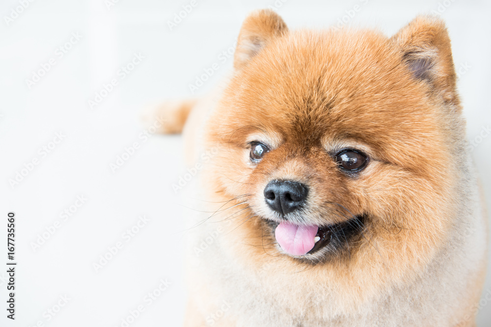 Old pomeranian dog was waiting for his owner, animal feeling concept.