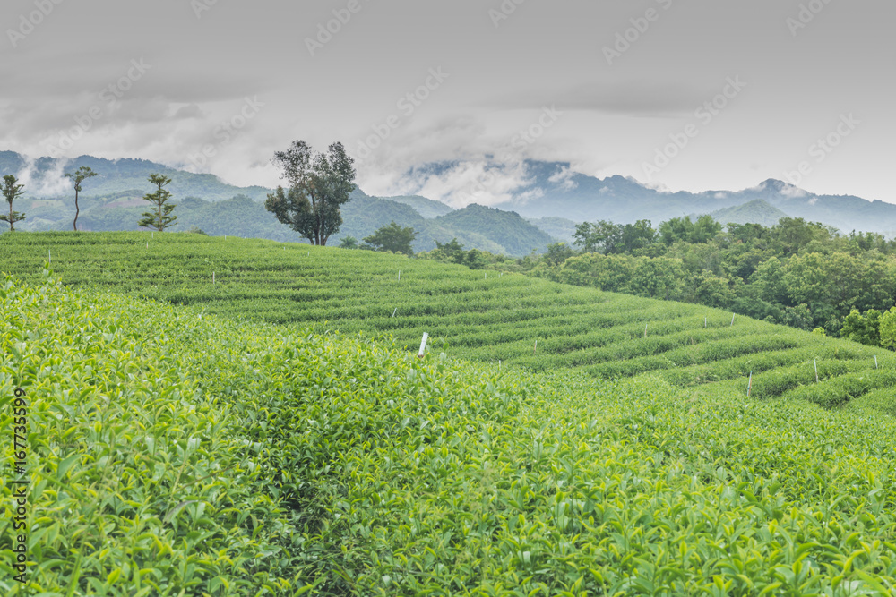 Tea farm in North Thailand, South East Asia.