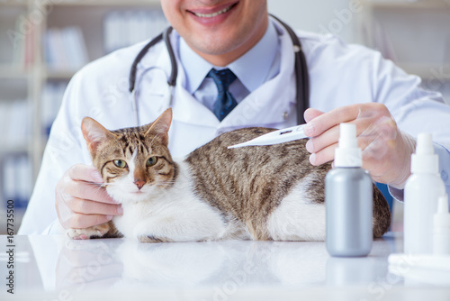 Fototapeta Naklejka Na Ścianę i Meble -  Cat visiting vet for regular checkup