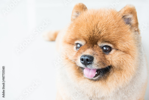 Old pomeranian dog was waiting for his owner, animal feeling concept.