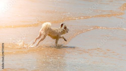 Fototapeta Naklejka Na Ścianę i Meble -  Dog running happy fun on beach when travel at sea