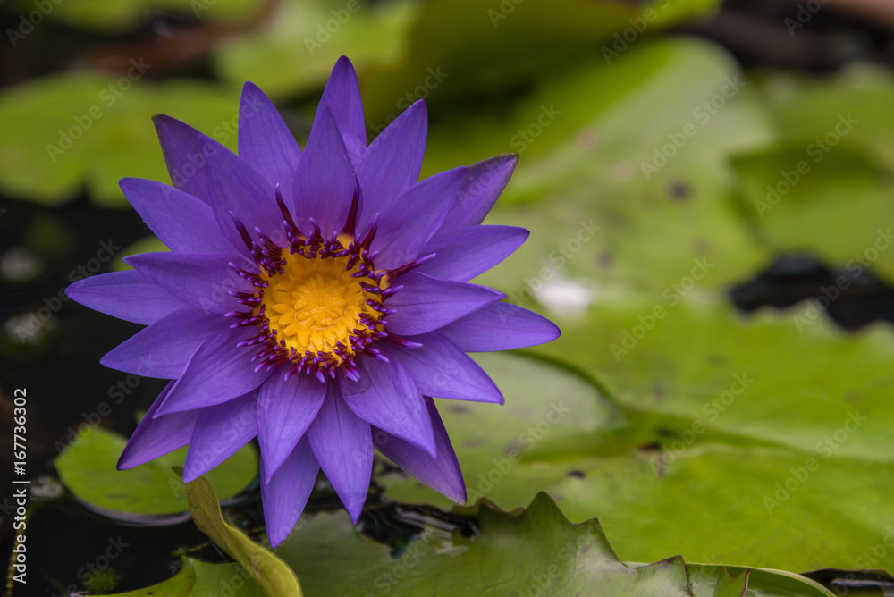 Lotus flower (Tropical water-lily)