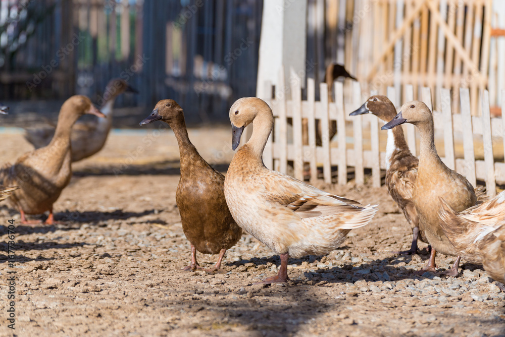 Ducks in farm, traditional farming in Thailand Ducks in farm, traditional farming in Thailand