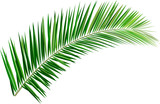 Palm branch. Tropical and exotic plant_Palm leaves. Illustration