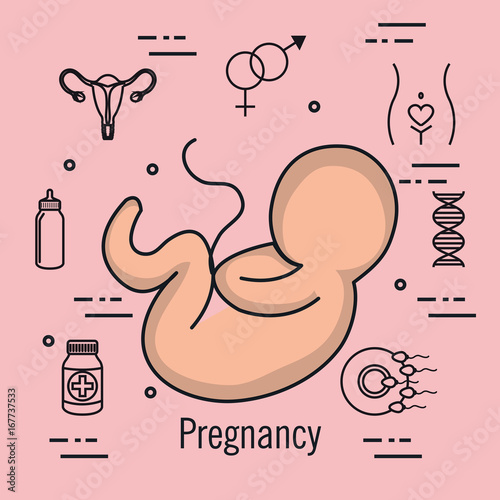 pregnancy growth baby fetus development amniotic vector illustration