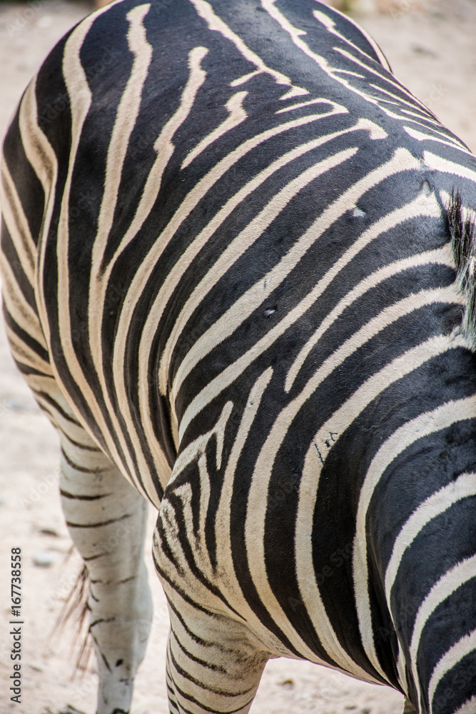 zebra zebra