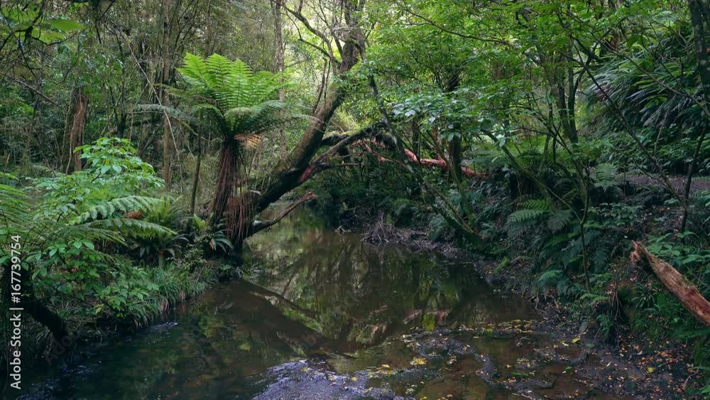 Scenic creek in the beautiful forest. Fallen logs in a forest stream Scenic creek in the beautiful forest. Fallen logs in a forest stream