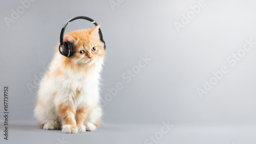 Fototapeta Naklejka Na Ścianę i Meble -  Cat Siting on Floor Listening music with Headphones And Copy space at right of farme.Minimal style and  music concept