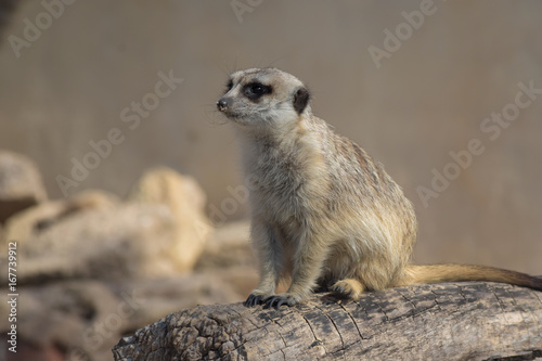 Cute little meerkat © Ian