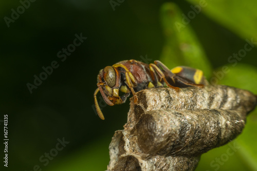 Macro of Hymenoptera on the nest in nature