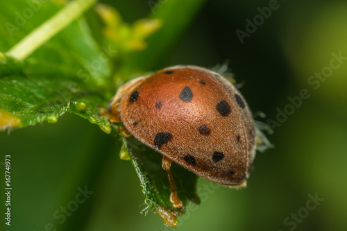 Macro of bug insect (Ladybug) on leaf in nature photo