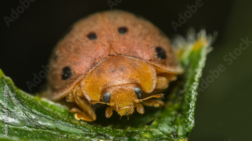 Macro of bug insect (Ladybug) on leaf in nature photo