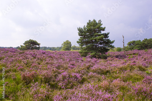 Heathland in National Park Maasduinen in the Netherlands photo