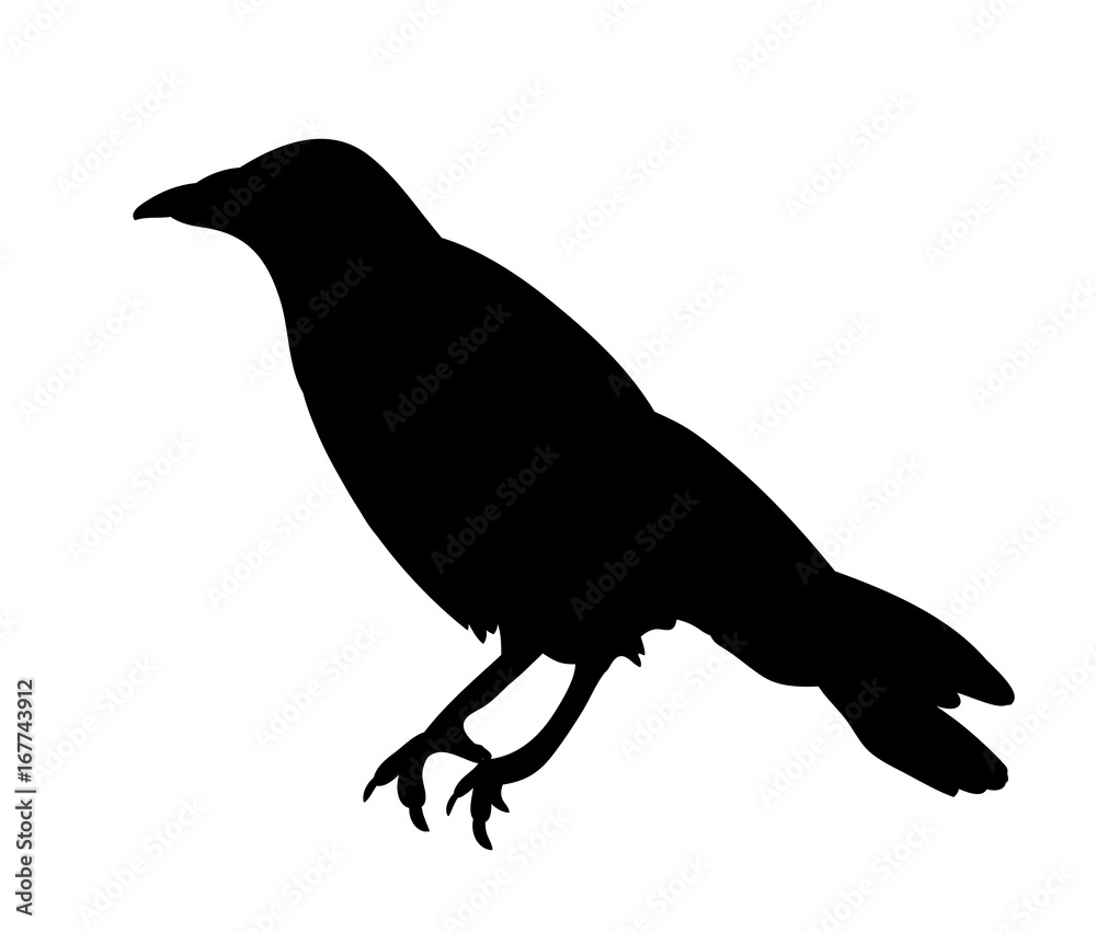 Fototapeta premium isolated black silhouette bird, crow
