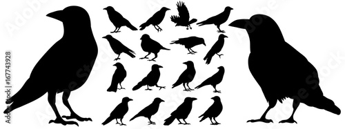 Photographie Vector, isolated black silhouette bird, crow collection