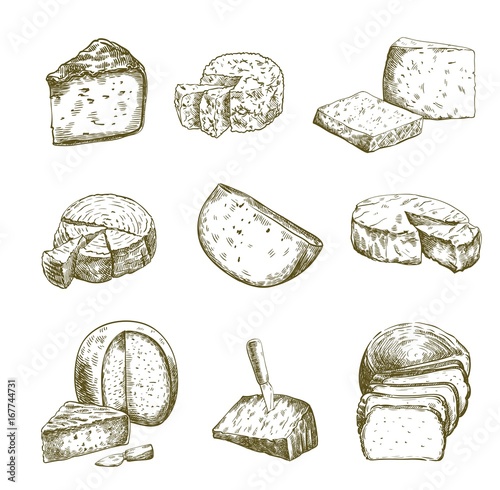 Different types of cheese. Set of vector sketches on white