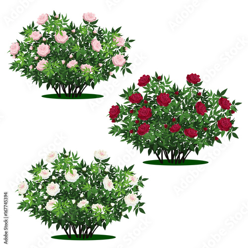 set of peony bushes with green leaves and flowers