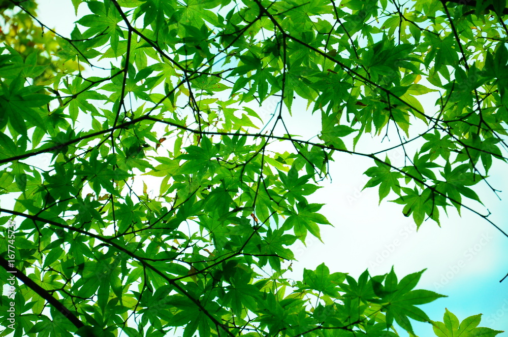 夏の緑のもみじ 夏の緑のもみじ