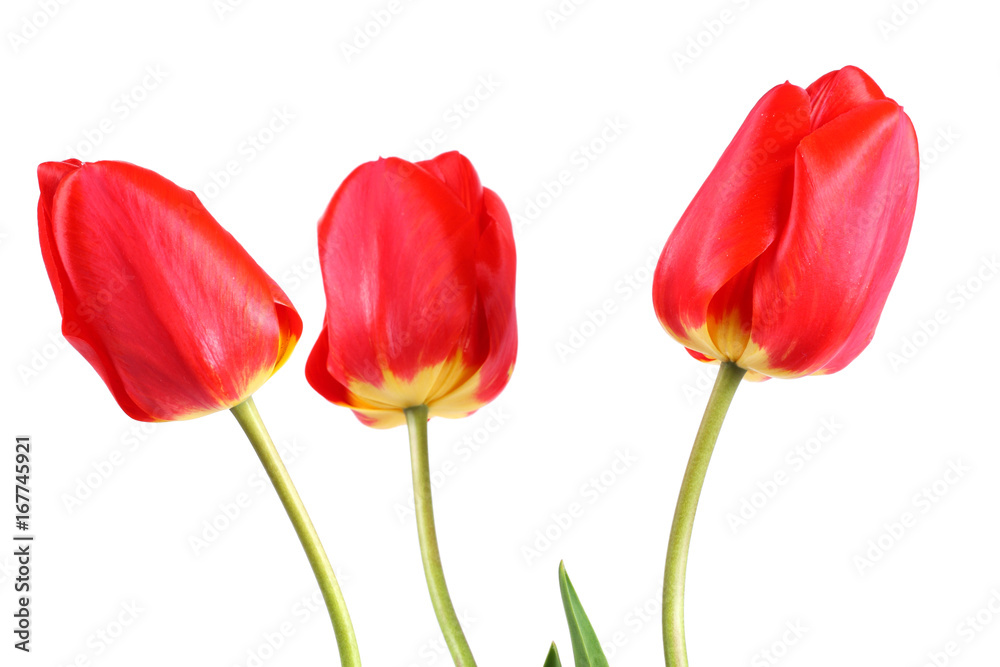 red tulip flower head isolated on white background red tulip flower head isolated on white background
