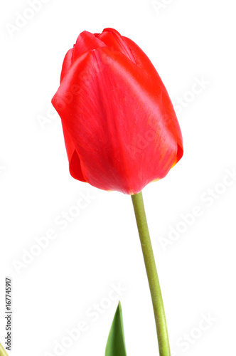 red tulip flower head isolated on white background