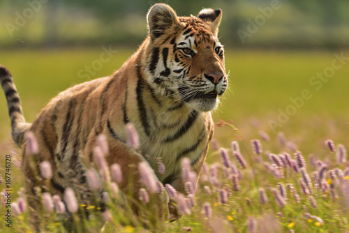 The Siberian tiger  Amur tiger - Panthera tigris altaica  in his natural environment in beautiful country