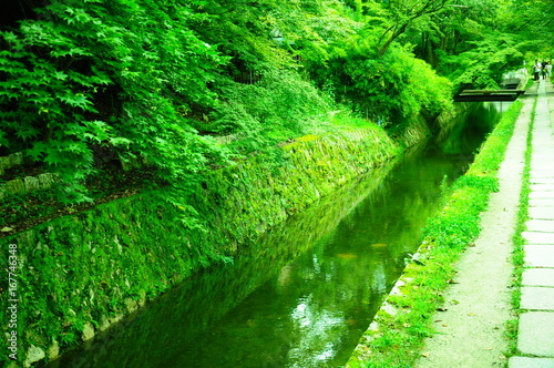 Fototapeta Naklejka Na Ścianę i Meble -  京都の庭