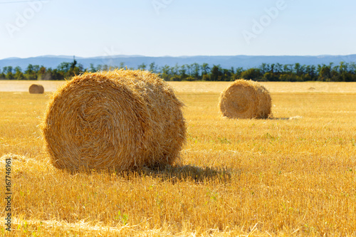 Golden hay bales in countryside