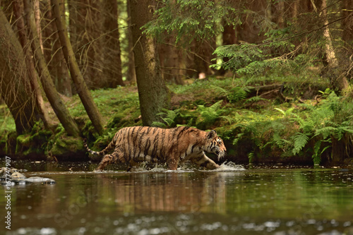 The Siberian tiger  Amur tiger - Panthera tigris altaica  in his natural environment in the river in beautiful country 