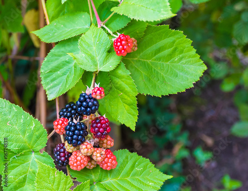 Blackberry fruit. Ripe, ripening, and unripe blackberries hanging on a branch of a plant.