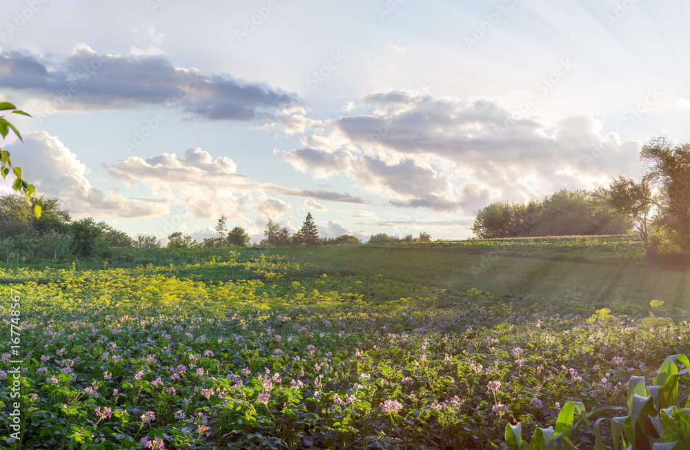 Plantation of the flowering potatoes at sunset Plantation of the flowering potatoes at sunset