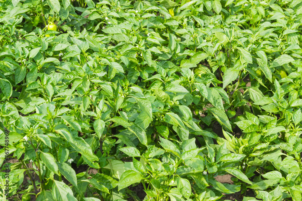 Background of a plantation of the maturing bell pepper Background of a plantation of the maturing bell pepper