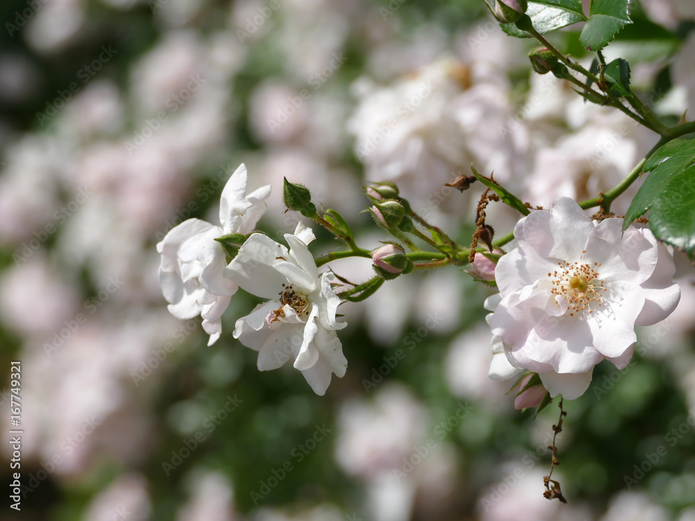 Obraz premium バラ ガラシャ