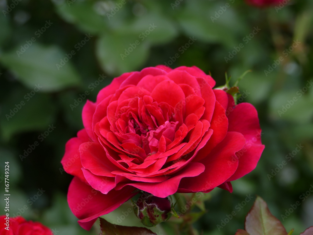 バラ　スーリール・ドゥ・モナリザ