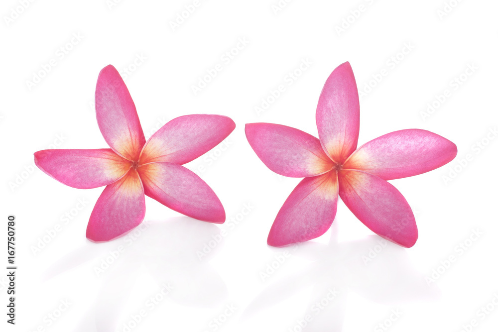 A beautiful Plumeria flower on white background. A beautiful Plumeria flower on white background.