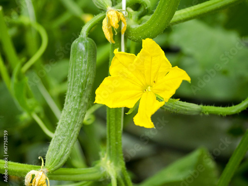 Flowering and fruiting cucumbers in industrial horticulture