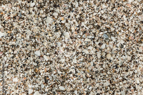 The texture of the sea shore is covered with shell fragments. Background for design.