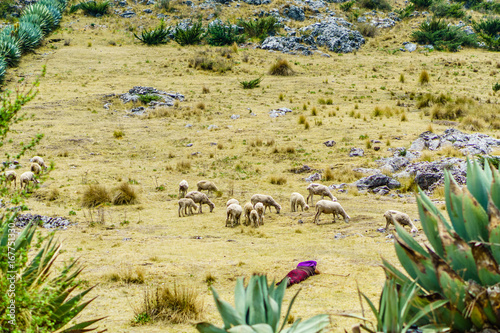 View on maya nomad with sheep herd by Todos Santos Cuchumatan in Guatemala photo