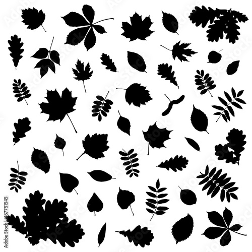 Collection of black leaf silhouette on white background