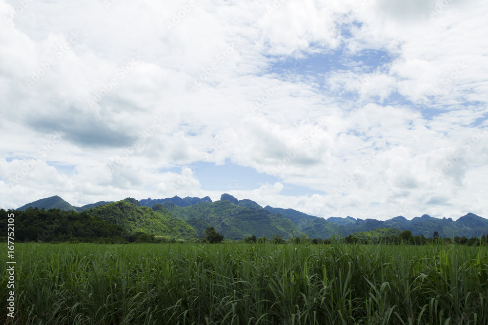 Mountainous sky, clouds and beautiful green trees. Mountainous sky, clouds and beautiful green trees.