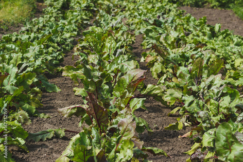 Green shrubs of beet on the field