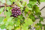 Branches of red wine grapes growing in vineyard,Close up view of fresh red wine grape . Vineyard view with big red grape growing. Ripe grape growing at wine fields.