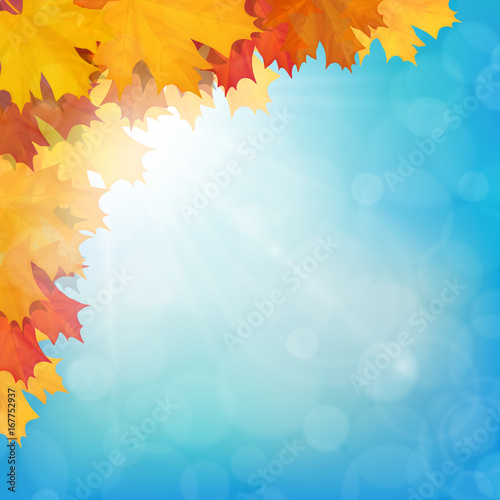 Autumn maple leaves on sun and sky background. Realistic vector illustration.