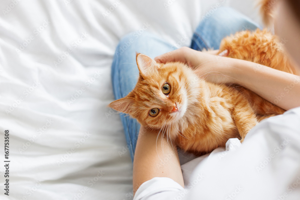 Fototapeta premium Śliczny rudy kot leży na rękach kobiety. Puszysty zwierzak wygodnie ułożył się do snu lub zabawy. Śliczne przytulne tło z miejscem na tekst. Poranna pora snu w domu.