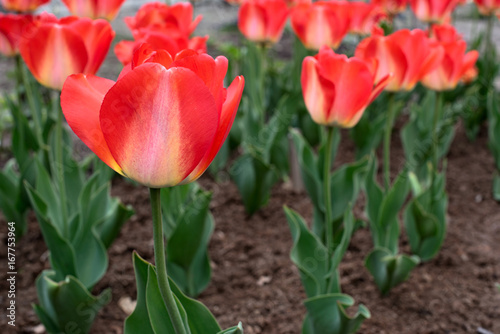 Flowers in the garden  tulips variety American Dream