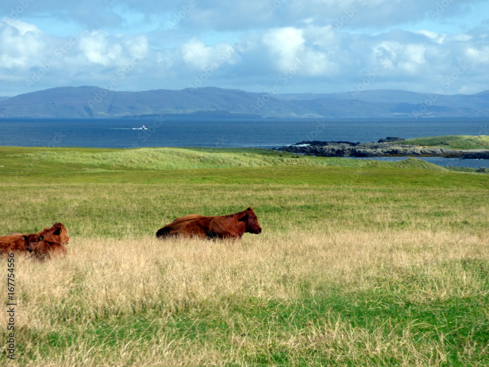 Cows Pasture Quietly on the Isle of Iona, Scotland Cows Pasture Quietly on the Isle of Iona, Scotland