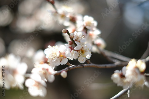 plum blossoms in Kairakuen Mito Japan