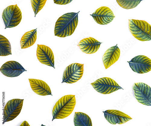 Top view shot of the vintage retro green leaves flat lay on white background